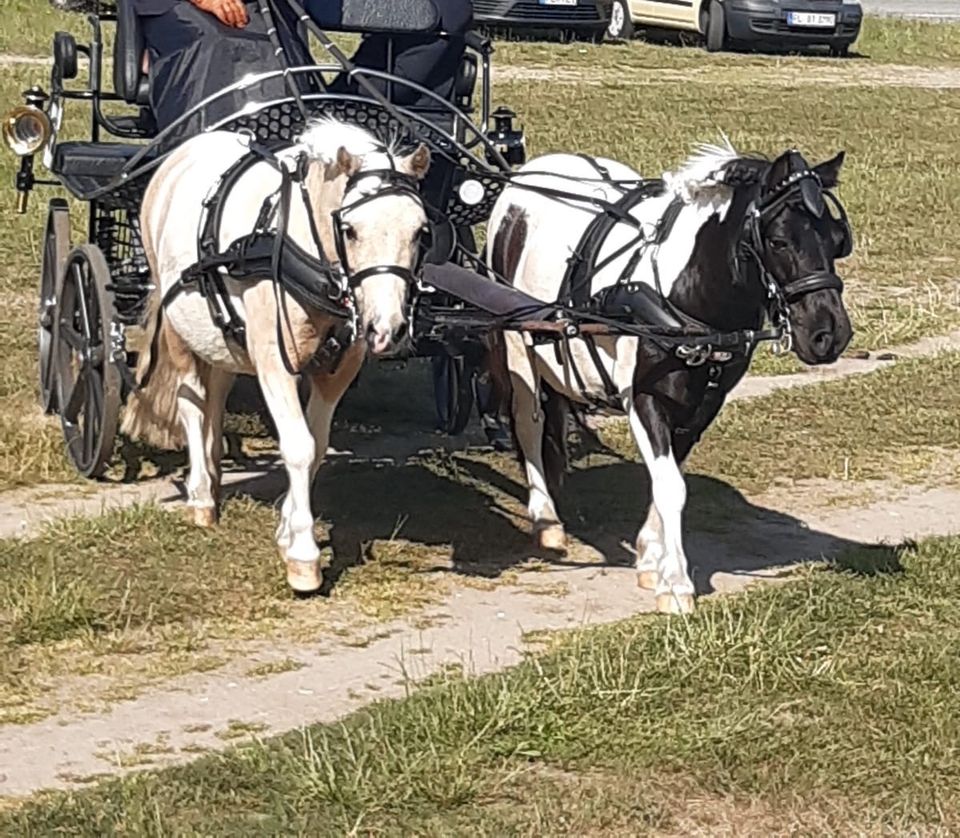 █▬█ ☀ ▀█▀ Schairer Trainingswagen Marathon Shetty Pony Kutsche in Flensburg