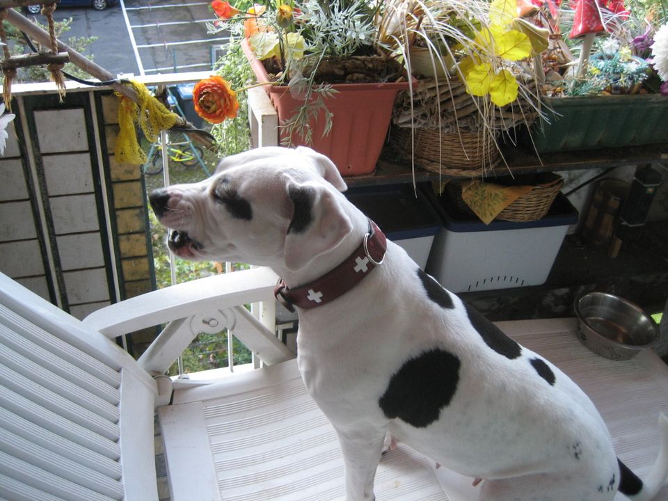 Der Hund ist Teil unseres und wir seines Lebens. in Köln