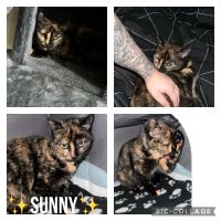 Katze, Kitten, EKH, schildpatt, kastriert ❤️ Sunny ❤️ Brandenburg - Herzberg/Elster Vorschau