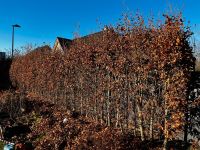 ++ 8m HAINBUCHE HECKE, 15 PFLANZEN, 1,8m hoch,12cm Stamm ++ Nordrhein-Westfalen - Inden Vorschau