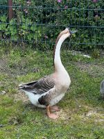 Höckergänse - Wunderschönes Pärchen Nordrhein-Westfalen - Wassenberg Vorschau