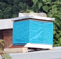 Bienenvolk in Beute 1,5 fach DNM! Thüringen - Erfurt Vorschau