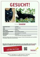 Kater Shadow wird in 55599 Siefersheim vermisst Rheinland-Pfalz - Siefersheim Vorschau