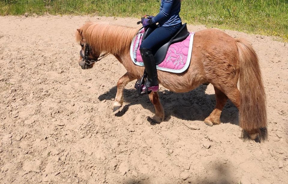 2 liebe Shetty Wallache in Badbergen