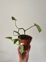 Goldene Efeutute / Epipremnum Aureum / Pothos mit Topf Berlin - Schöneberg Vorschau