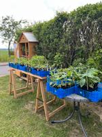 Pfingsten / die letzten Tomatenpflanzen, Paprika,Physalis Bad Doberan - Landkreis - Kritzmow Vorschau