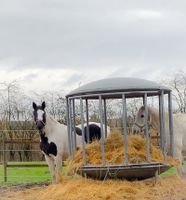 Selbstversorger, Boxen & Weideland Nordrhein-Westfalen - Lünen Vorschau