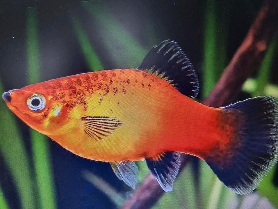 Deutschland Platy  " DNZ 3-4cm"    Stk. 3,-€ in Völklingen