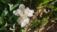 Schwertlilie "Iris barbata-nana" Mecklenburg-Vorpommern - Dersekow Vorschau