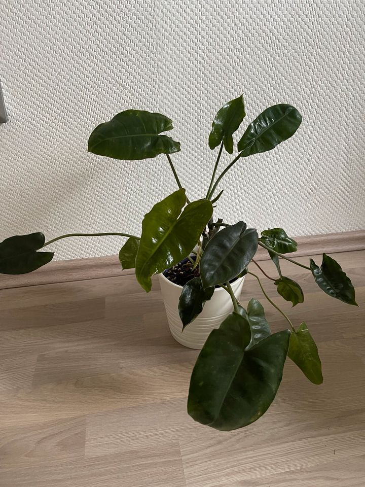 Philodendron Burle Marx Variegata vergrünt in Bochum
