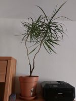 Drachenbaum I Zimmerpflanze I 1,5m I Inkl. Topf und Untertopf Hannover - Vahrenwald-List Vorschau