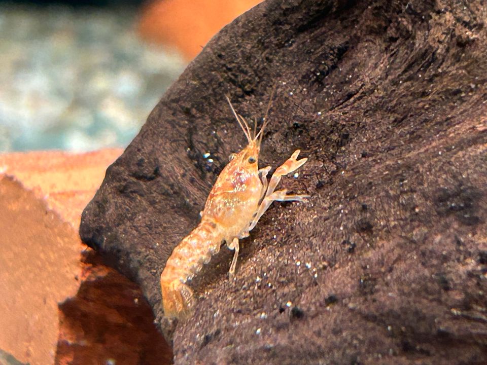 Oranger Zwergflusskrebs CPO Cambarellus patzcuarensis in Rangendingen