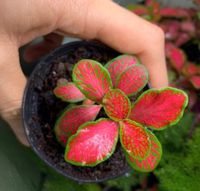 Fittonia “Skeleton Red” - Zimmerpflanze Köln - Marienburg Vorschau