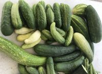 Gurkensamen Einlege-Salat-Snack-Gurken 13 Sorten Ernte 2023! Rheinland-Pfalz - Hanhofen Vorschau