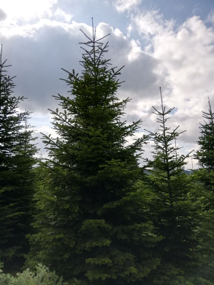 Nordmanntannen ab 2,8 Meter in Selbstwerbung zu verkaufen in Winterberg