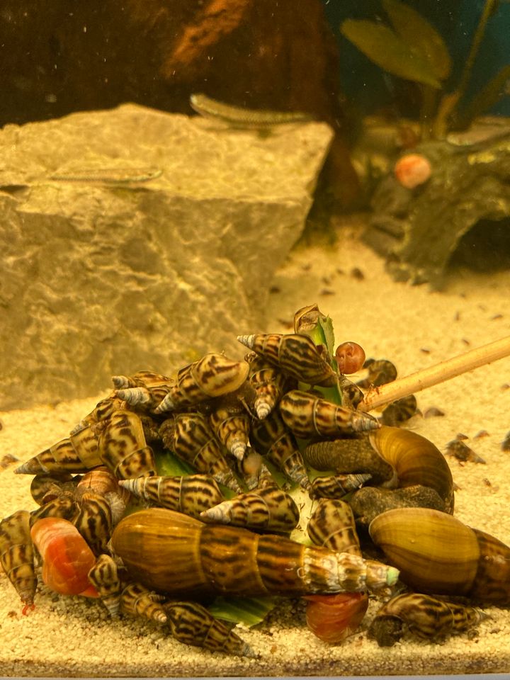 Sulcospira Testudinaria /Schnecken/Fische/Aquarium in Stade