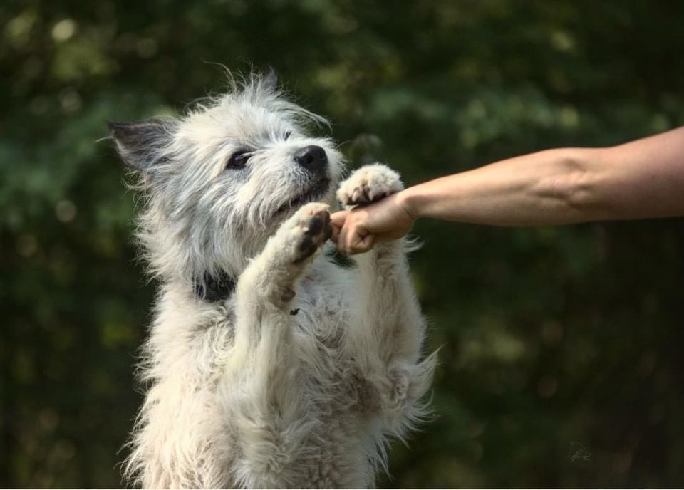 Hübscher Rüde Barney sucht Zuhause in Hoyerswerda