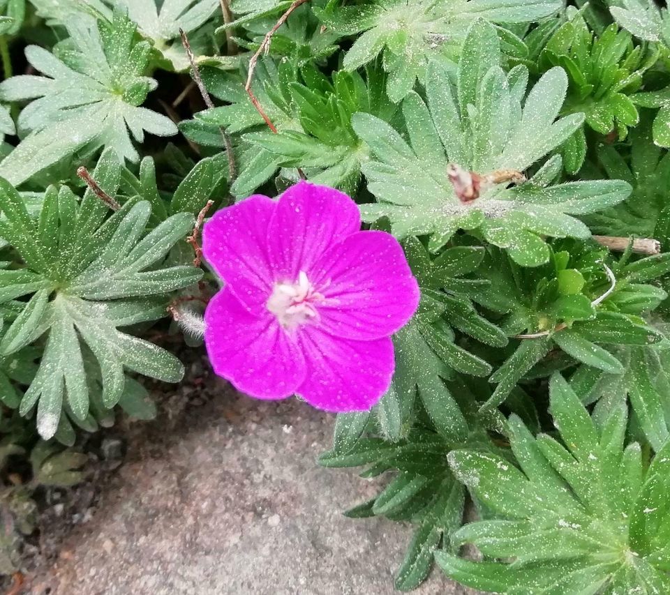 Kleiner Storchschnabel Samen pink mehrjährig pflegeleicht in Dürrhennersdorf