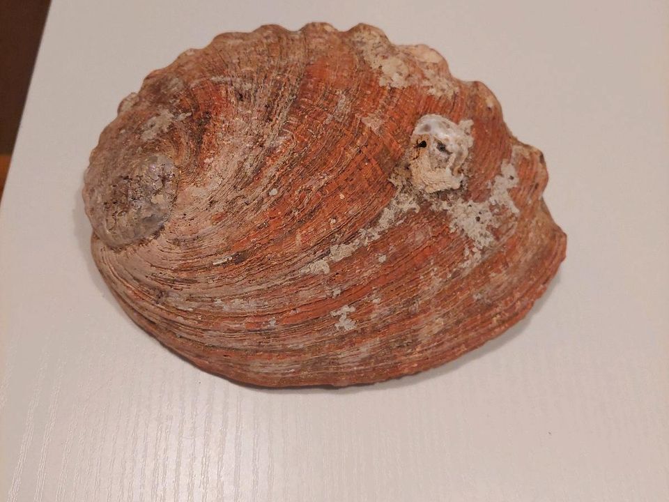 Große Abalone in Korschenbroich