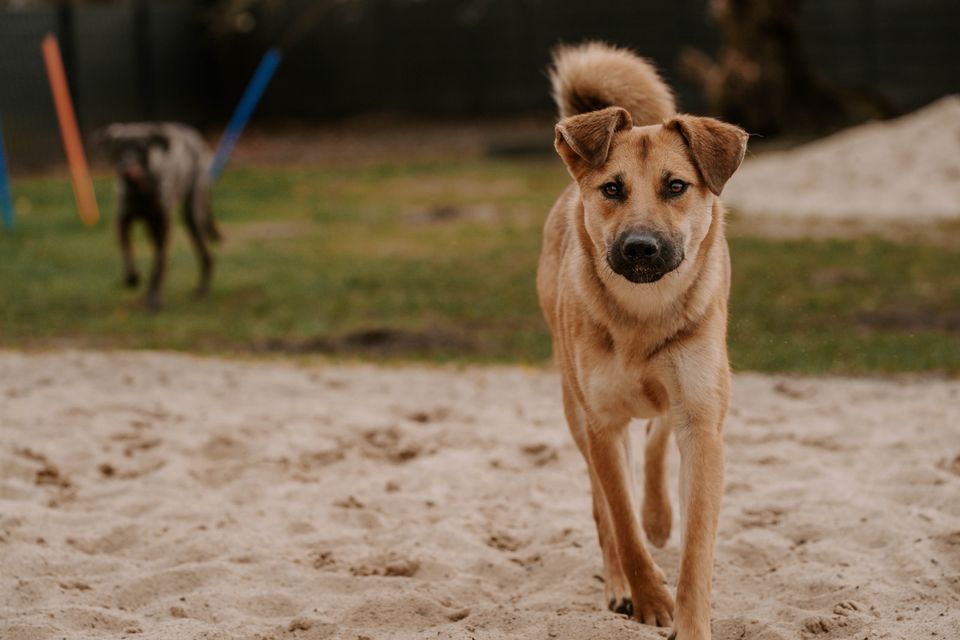 *Ruby* - ein Rohdiamant in Elmshorn