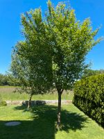 Apfel- und/oder Zwetschgenbaum (zum selber Ausgraben) Bayern - Pfarrkirchen Vorschau