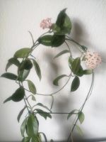 Hoya Carnosa Porzellanblume Wachs Blume Leipzig - Seehausen Vorschau