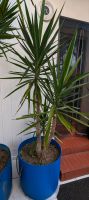 2,20m Yucca Palme Brandenburg - Ketzin/Havel Vorschau