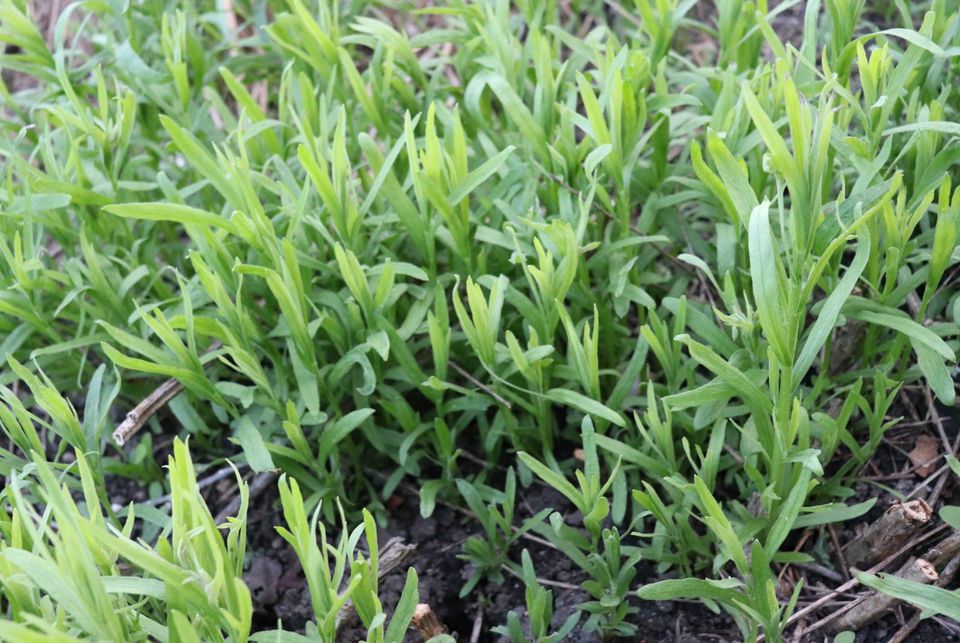 Estragon russischer Estragon herb würzig Kräuter Staude winterhar in Beetzendorf