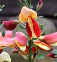 Edelginster Fantasy 40-60cm - Cytisus scoparius Niedersachsen - Bad Zwischenahn Vorschau