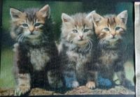 Puzzle Katzenkinder 500 Teile Größe 50 x 35 cm Katzenbaby Baden-Württemberg - Tübingen Vorschau