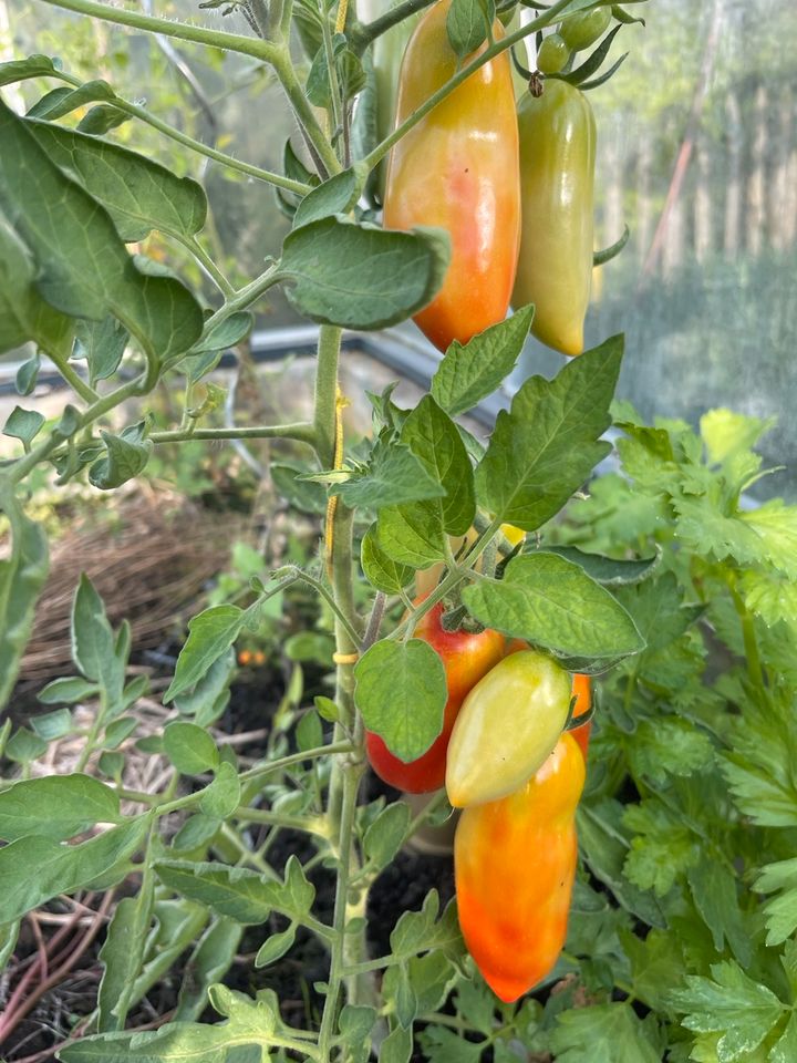 Saatgut San Marzano Tomate Italien in Meißenheim