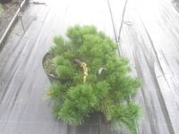 Pinus mugo 'Frisby', Bonsai Rohware, 50 cm breit, 20 cm hoch 4cmØ Niedersachsen - Soltau Vorschau
