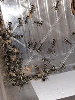 Polyrhachis Dives Ameisen Kolonie Nordrhein-Westfalen - Herne Vorschau