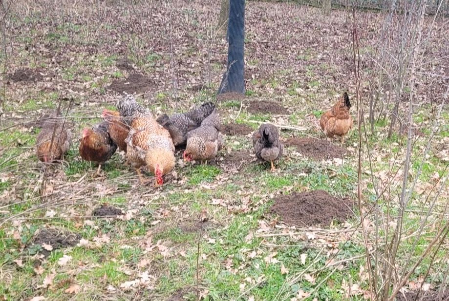 Bielefelder Kennhuhn in Heinsberg