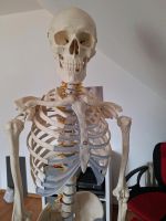 Anatomie Skelett Rheinland-Pfalz - Fischbach Vorschau