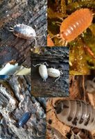 Porcellio laevis "mix" 100 Asseln Baden-Württemberg - Bötzingen Vorschau