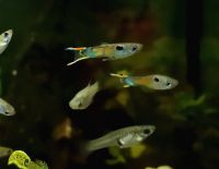 Guppies, Guppy robust für Anfänger Aquarium Nordrhein-Westfalen - Neunkirchen-Seelscheid Vorschau