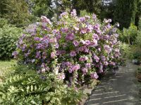 Hibiskus Roseneibisch große Blüten Niedersachsen - Königslutter am Elm Vorschau