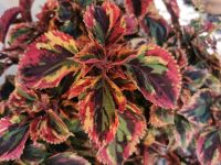 Buntnessel verschiedene Sorten - Coleus blumei - 3,90€ Thüringen - Erfurt Vorschau