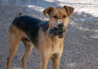 Roque (4 J.), hübscher Mix sucht liebevolle Für-immer-Familie Roq Nürnberg (Mittelfr) - Nordstadt Vorschau