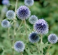 Kugeldistel * Platinum Blue* Saatgut * Samen Bayern - Diedorf Vorschau