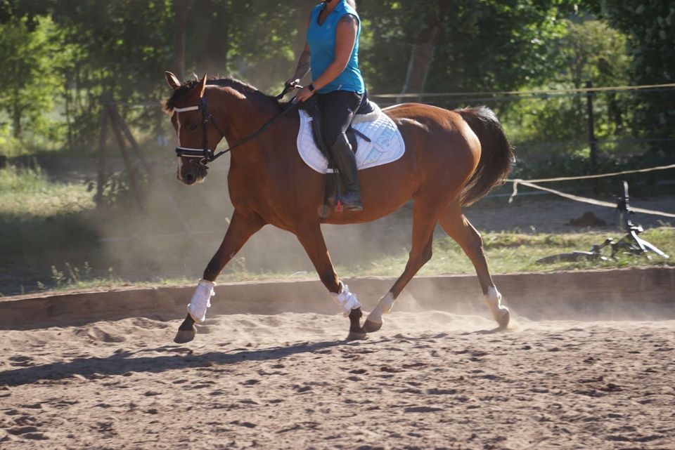 Deutsches Reitpony in Hamburg