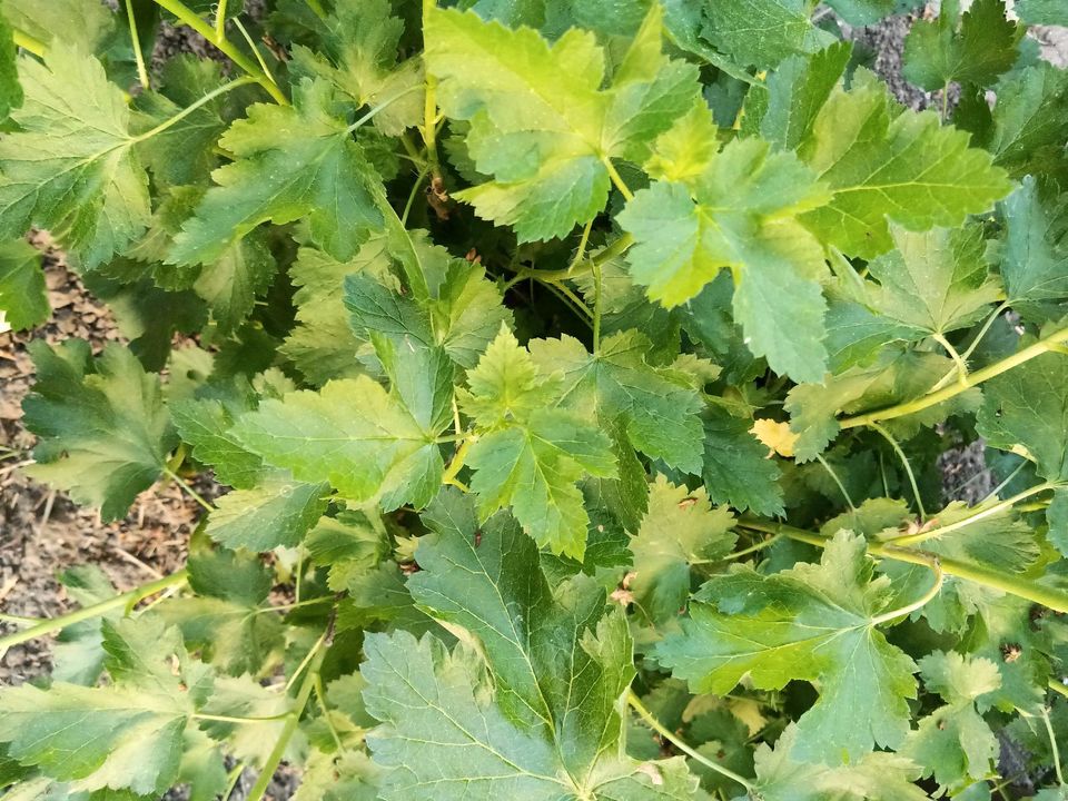 Jostabeere Strauch Ableger Pflanze Früchte Johannisbeere • BtBj in Haßmersheim