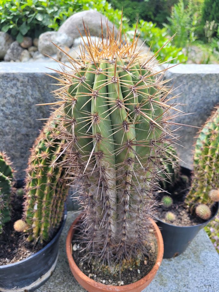 Große Kakteen Echinopsis, Echinocactus und weitere in Wedemark