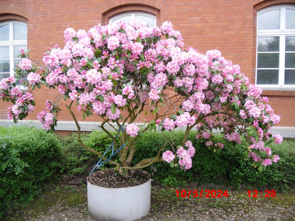 Rhododendron Rhodo Kübel Pflanze Blüten Traum in Hasselfelde