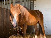 Schicker Welsh-A Ponywallach 3 Jahre Leipzig - Burghausen-Rückmarsdorf Vorschau