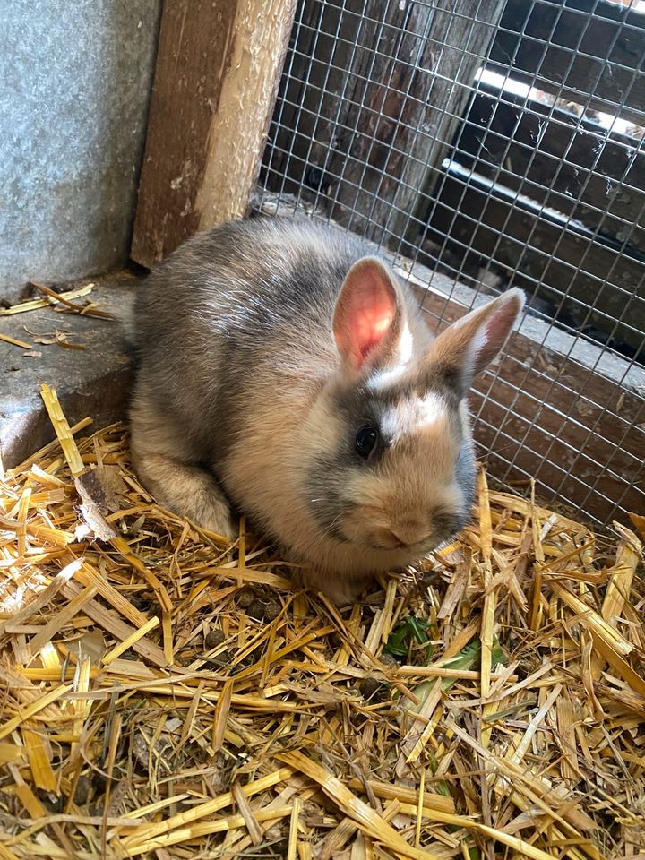 Zwergkaninchen in Gilten