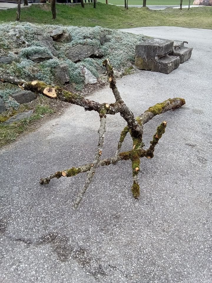 Astgabeln Gehege in Neuhaus am Inn