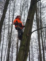 Baumfällung | Baumarbeiten | Baumdienst Brandenburg - Ahrensfelde Vorschau
