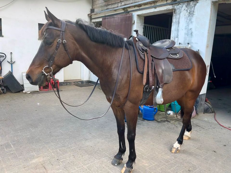 Reitbeteiligung / Pflegebeteiligung (Pferd sucht Reiter) in Leichlingen